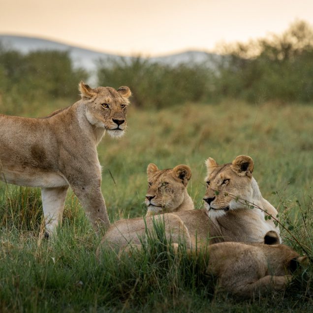 Masai Mara